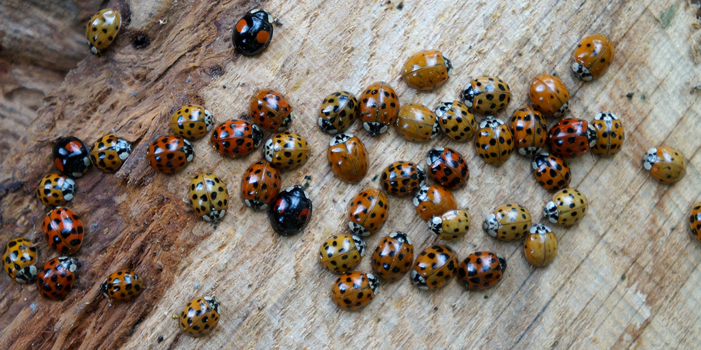 why-do-ladybirds-enter-homes-in-large-numbers-uk-centre-for-ecology